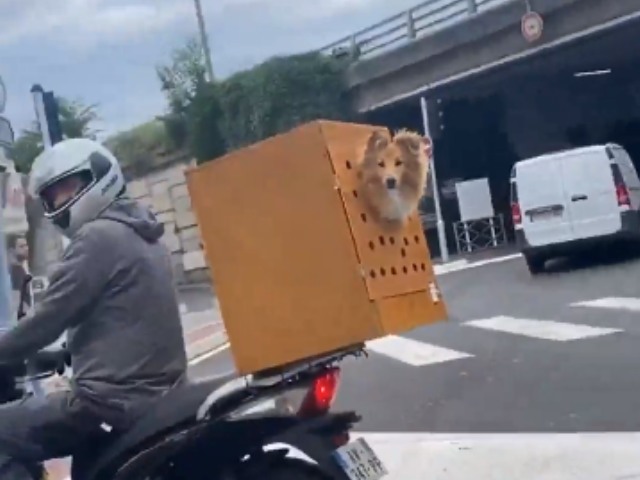 स्कूटर के सेफ्टी बॉक्स में बैठकर कुत्ते ने की सवारी