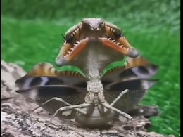 मलेशिया में दिखा डैगन जैसा छोटा कीड़ा, लोगों ने कहा- बड़ा ख़तरनाक है, सोशल मीडिया पर Video वायरल मलेशिया में दिखा डैगन जैसा छोटा कीड़ा, लोगों ने कहा- बड़ा ख़तरनाक है, सोशल मीडिया पर Video वायरल