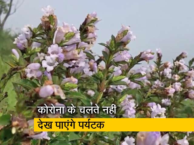 12 साल में सिर्फ एक बार खिलते हैं Neelakurinji फूल, जानें क्यों है खास?