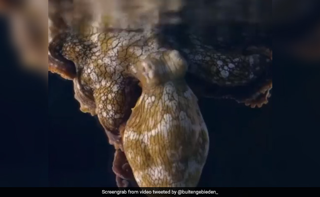 सोते हुए अपना रंग बदल लेता है ये Octopus, Video देख हैरान हो रहे लोग, बोले- Wow...So Amazing