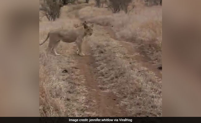 Watch: Rhino Charges At Lion To Protect Its Baby