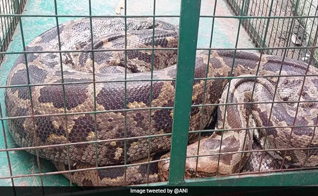 अजगर ने निगल लिया जिंदा बंदर, काफी मशक्कत के बाद वन अधिकारियों ने सुरक्षित निकाला बाहर, फिर जंगल में छोड़ा गया