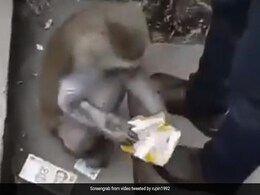 बंदर ले रहा था रास्ते में जा रहे लोगों की तलाशी, चेक कर रहा था सामान, IPS बोला- Independence Day की सुरक्षा जांच- देखें Video बंदर ले रहा था रास्ते में जा रहे लोगों की तलाशी, चेक कर रहा था सामान, IPS बोला- Independence Day की सुरक्षा जांच- देखें Video