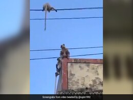 बंदरिया ने खुद की जान को खतरे में डालकर बचाई अपने बच्चे की जान, लोगों ने कहा- ‘मां का प्यार ही सच्चा प्यार है’ - देखें Video बंदरिया ने खुद की जान को खतरे में डालकर बचाई अपने बच्चे की जान, लोगों ने कहा- ‘मां का प्यार ही सच्चा प्यार है’ - देखें Video
