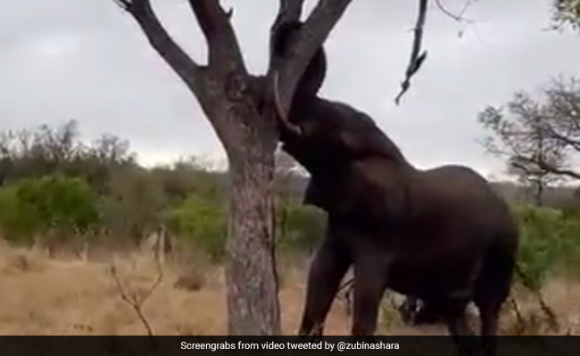 हाथी को आया गुस्सा, तो सूंड में फंसाया विशाल पेड़ और झटके दे-देकर कुछ ही सेकेंड में उखाड़कर फेंक दिया पूरा पेड़ - देखें Video