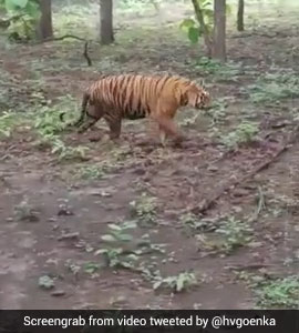 Harsh Goenka Shares Tiger Video Captured By His Team. Twitter Calls It Fake