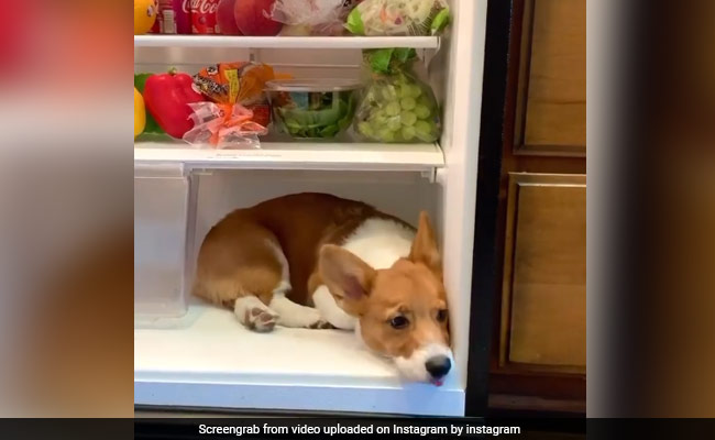 कुत्ते को लगी गर्मी, तो फलों और सब्जियों के बीच फ्रिज में बैठकर करने लगा Chill, 70 लाख बार देखा गया Video