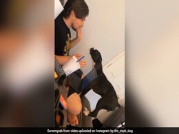 मालिक ने कुत्ते को गोद में बैठाने से कर दिया इनकार, तो कुत्ते को आ गया गुस्सा, किया फिर कुछ ऐसा - देखें Video मालिक ने कुत्ते को गोद में बैठाने से कर दिया इनकार, तो कुत्ते को आ गया गुस्सा, किया फिर कुछ ऐसा - देखें Video