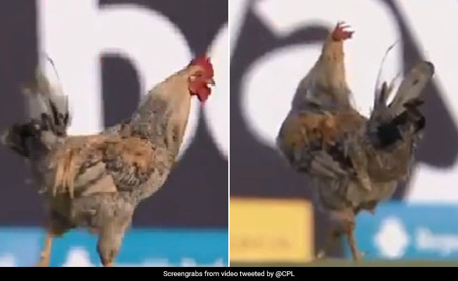 CPL 2021: लाइव मैच में मैदान में आया 'मुर्गा', शान से चलकर दिखाई दादागीरी, देखें Funny Video