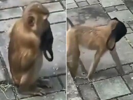 सोशल मीडिया सेंसेशन बना ये मास्क वाला बंदर, बॉलीवुड एक्टर ने कहा- स्मार्टेस्ट...देखें Video सोशल मीडिया सेंसेशन बना ये मास्क वाला बंदर, बॉलीवुड एक्टर ने कहा- स्मार्टेस्ट...देखें Video