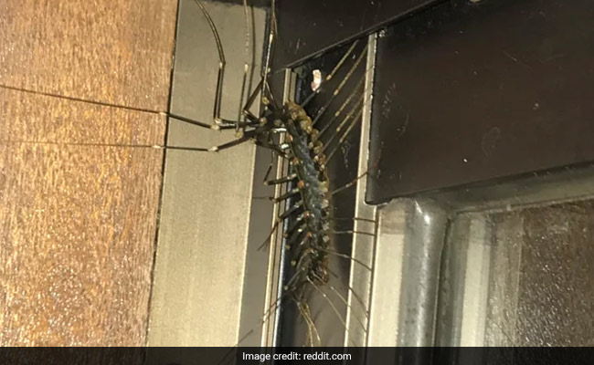 Man's Horror At Discovering Giant Centipede Inside House