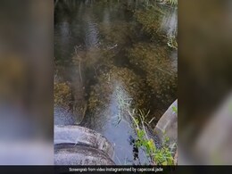 मछली पकड़ने गए थे दोस्त, वहीं छिपा बैठा था एक विशालकाय मगरमच्छ, तभी हुआ कुछ ऐसा - देखें Shocking Video मछली पकड़ने गए थे दोस्त, वहीं छिपा बैठा था एक विशालकाय मगरमच्छ, तभी हुआ कुछ ऐसा - देखें Shocking Video