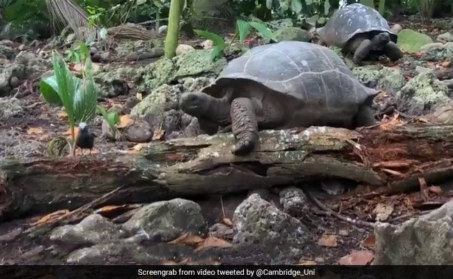 'Vegetarian' Giant Tortoise Eats Bird In "Horrifying" Video