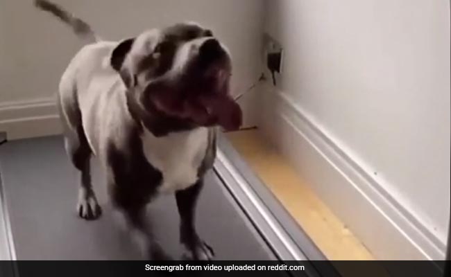 कुत्ता Treadmill पर कर रहा था Workout, थक कर हो गया चूर, तो हुआ बुरा हाल, फिर भी नहीं मानी हार - देखें Funny Video