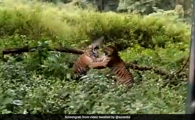 बाघों के बीच हुई जबरदस्त Fight, एक दूसरे पर ऐसे किया Attack, उठा-उठाकर कर पटका, फिर किया ऐसा हाल - देखें Shocking Video