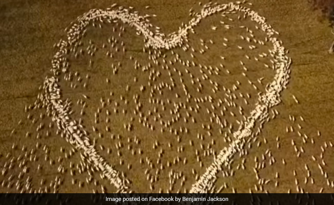 Watch: Farmer Honours Late Aunt With A Giant Heart Made Of Sheep