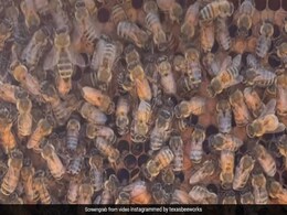 मधुमक्खियों के बीच घूम रही है रानी मधुमक्खी, ढूंढकर बताइए क्या आपको आई नज़र ? Video देख चकरा जाएगा दिमाग मधुमक्खियों के बीच घूम रही है रानी मधुमक्खी, ढूंढकर बताइए क्या आपको आई नज़र ? Video देख चकरा जाएगा दिमाग