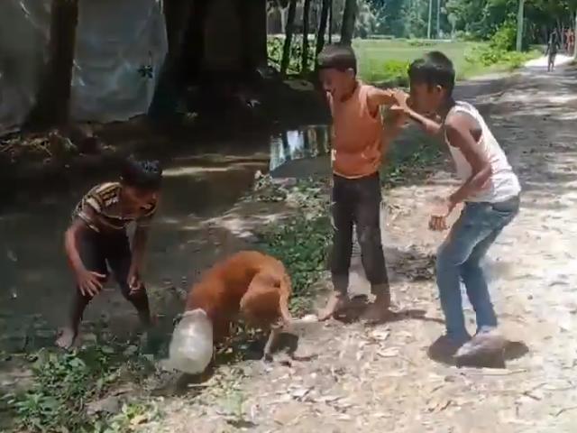 बोतल में फंस गया कुत्ते का सिर, फिर बच्चों ने ऐसे निकाला
