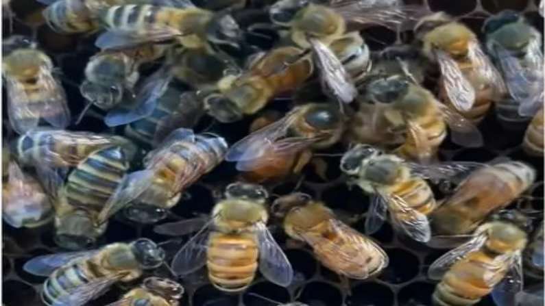 मधुमक्खियों की रानी के अंडे देने का वीडियो लोगों को ख़ूब भाया, लोगों ने कहा- वाकई में सुंदर दृश्य है!