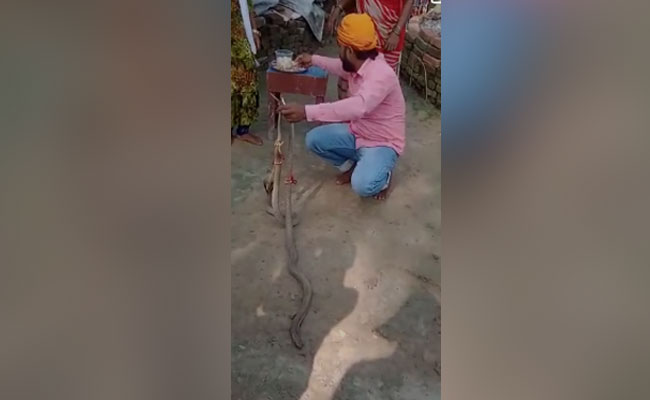 Video: Bihar Man Trying To Celebrate Rakhi With Snakes Gets Bitten, Dies