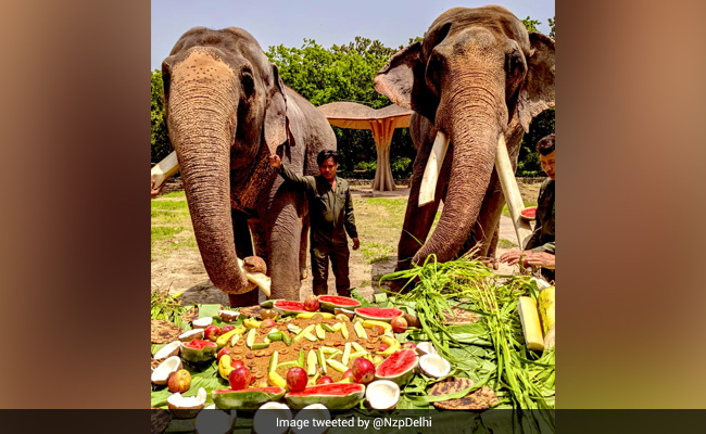 On World Elephant Day, A Special Treat For Jumbos At Delhi Zoo