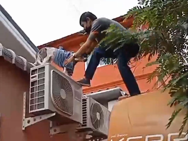 छत पर लगे AC में फंस गया था कुत्ता, लोगों ने ऐसी बचाई जान
