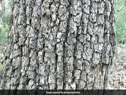 इस तस्वीर में छिपा है एक खतरनाक जानवर, बताइए क्या आपको आया नज़र ? इस तस्वीर में छिपा है एक खतरनाक जानवर, बताइए क्या आपको आया नज़र ?