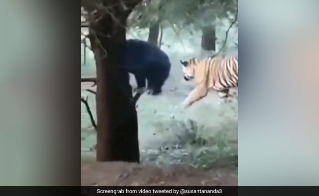 Watch How A Bear Turned The Tables On A Sneaky Tiger