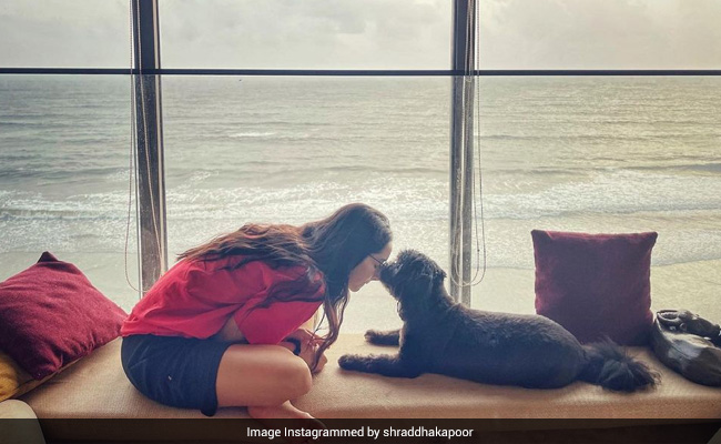 International Dog Day 2021: 7 Bollywood Celebs And Their Four-Legged Friends