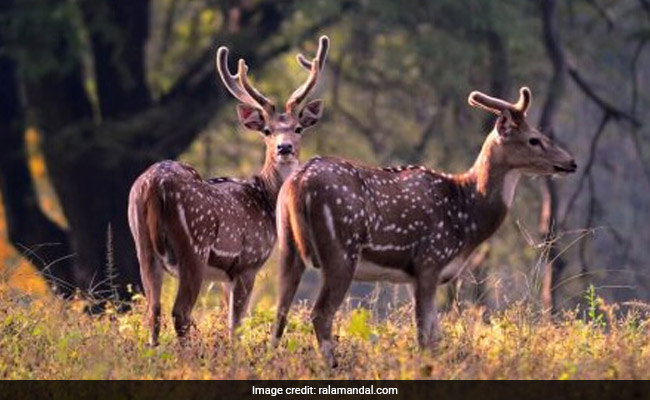 संरक्षित वनों और पार्क के 1 किमी के दायरे में नहीं होनी चाहिए फैक्ट्री या खनन- पर्यावरण संरक्षण पर SC का आदेश