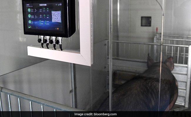 China Is Putting Pigs In 13-Storey "Hog Hotels" To Keep Germs Out
