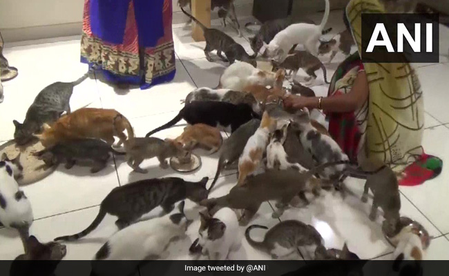 Gujarat Man Opens "Cat Garden", Raises Over 200 Cats
