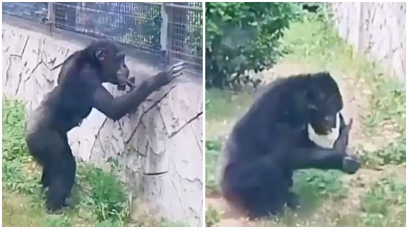 खुराफ़ाती चिंपांजी ने जब लोहे की जाली के बाहर उंगली दी तो हुआ बड़ा बवाल, वीडियो को देख आप भी लोटपोट हो जाएंगे