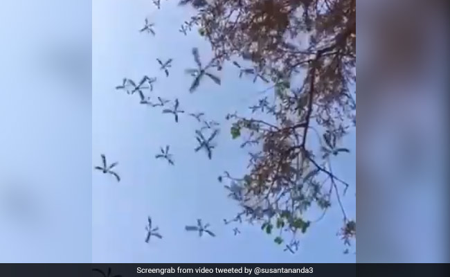 Drone की तरह हवा में उड़ते हुए गिरती हैं इसकी पत्तियां, Video देखकर बताइए ये कौन सा पेड़ है ?