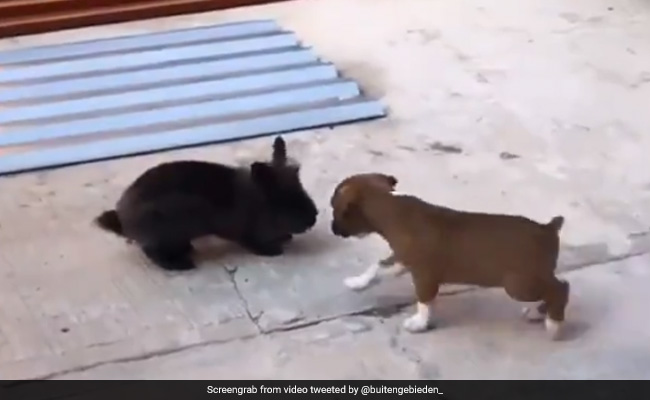 Puppy ने खुद को समझ लिया खरगोश, उछल-उछलकर ऐसे उतारने लगा नकल, 5 लाख से ज्यादा बार देखा गया Video