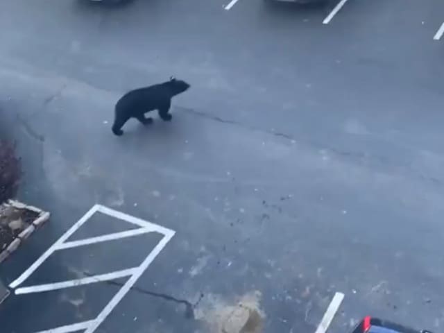 पार्किंग में कार खड़ी कर रहा था शख्स, तभी सामने से आ गया भालू और फिर