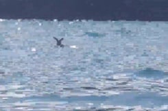 झील में डूब रहा था हिरण फिर ऐसे बचाई गई जान झील में डूब रहा था हिरण फिर ऐसे बचाई गई जान