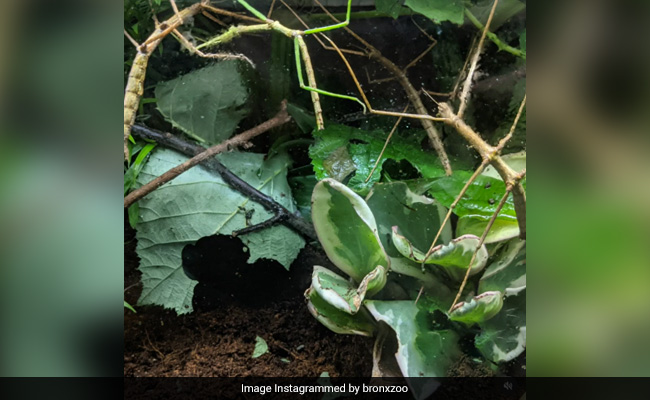 There Are 4 Insects Hidden In This Pic. Can You Find Them All?