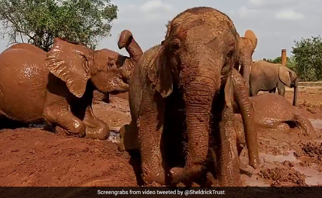 Watch: Baby Elephant's Mud Bath Wins The Internet