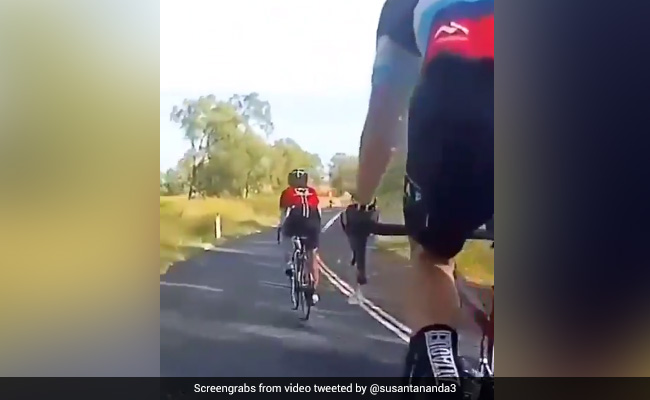 जब साइकलिंग कर रही युवती को कंगारू ने मारी जोरदार टक्कर, देखें वीडियो