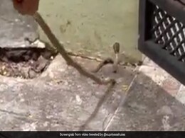 घर में घुस गया था सांप, तो डंडा लेकर भगाने लगी महिला और फिर जो हुआ, उससे आपको भी मिलेगी सीख - देखें Video घर में घुस गया था सांप, तो डंडा लेकर भगाने लगी महिला और फिर जो हुआ, उससे आपको भी मिलेगी सीख - देखें Video