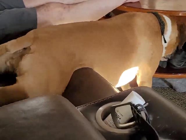 Watch: Independent Dog Scratches Her Own Belly