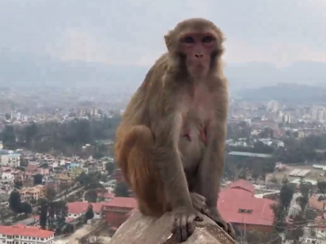 शहर की सबसे ऊंची इमारत पर बैठकर बंदरों ने कुछ इस तरह लिया नज़ारा