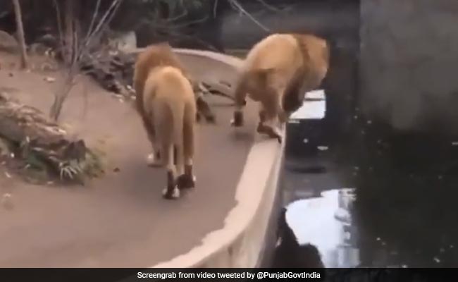 मस्त होकर पानी के गड्ढे के पास टहल रहे थे दो शेर, अचानक फिसला पैर तो धड़ाम से पानी में गिरा एक शेर और फिर... - देखें Video