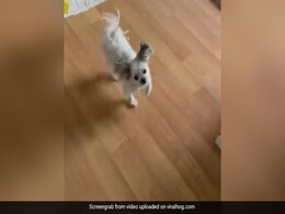 कुत्ते ने किया मजेदार डांस, कभी लगा गोल-गोल घूमने, तो कभी दो पैरों पर लगा उछलने, Video ने जीता लोगों का दिल कुत्ते ने किया मजेदार डांस, कभी लगा गोल-गोल घूमने, तो कभी दो पैरों पर लगा उछलने, Video ने जीता लोगों का दिल