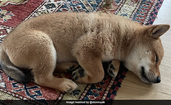 Elon Musk's Puppy Pic Caused This Obscure Cryptocurrency To Surge Nearly 1,000%