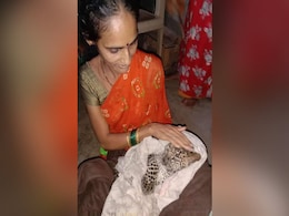 तेंदुए का बच्चा बारिश में मुंबई की सड़कों पर घूमते हुए आया नज़र, बचावकर्मियों ने ऐसे किया रेस्क्यू - देखें Video तेंदुए का बच्चा बारिश में मुंबई की सड़कों पर घूमते हुए आया नज़र, बचावकर्मियों ने ऐसे किया रेस्क्यू - देखें Video