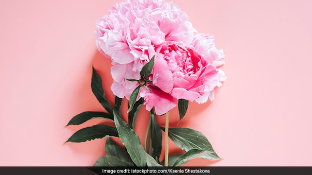 World Rose Day is observed on 22 September every year