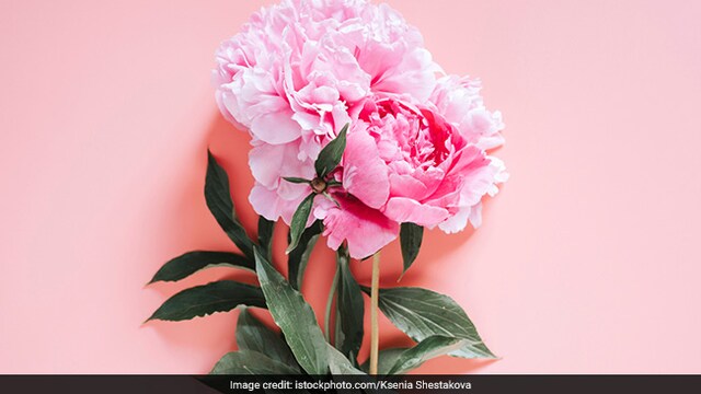 World Rose Day is observed on 22 September every year