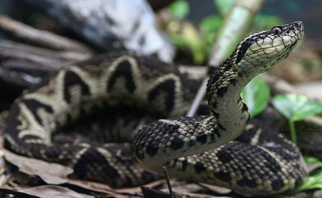 Brazilian Viper Venom May Become Tool In Fight Against Coronavirus: Study